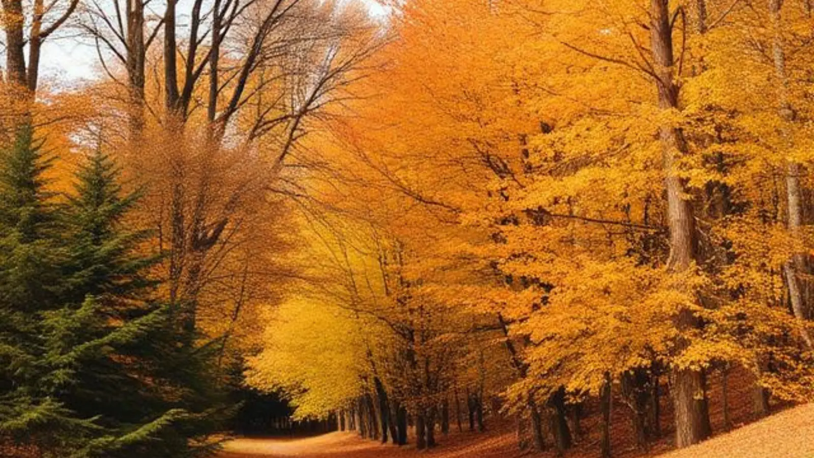 short autumn captions